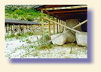 m05.jpg (6067 bytes)